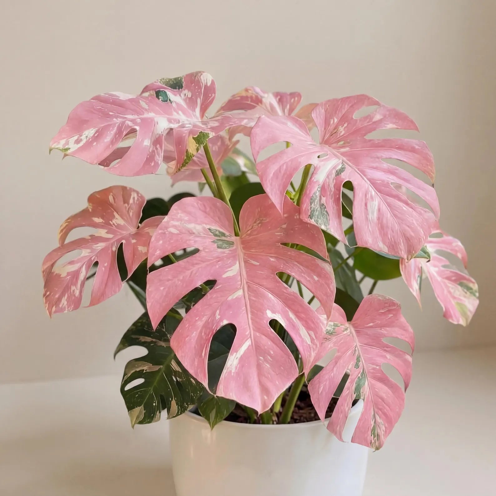 Pink Tricolor Rare Variegated Plan